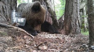 Нападение медведя в Ленинградской области на семечки.