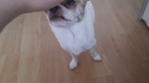 Тренировка Джека🐕