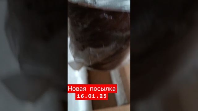 Новые заказы...морозов нет.Метельчатые гортензииПанен смотреть онлайн