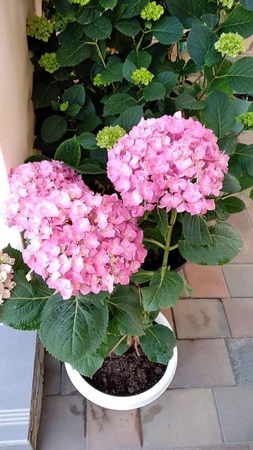 ГОРТЕНЗИЯ Эрли 🌸 ремонтантный сорт смотреть онлайн