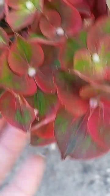 Гортензия Черный Рыцарь смотреть онлайн