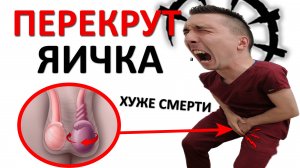 Яичко ПЕРЕКРУТИЛОСЬ в мошонке. Какие шансы, что яйцо ОТВАЛИТСЯ? Как его спасти?