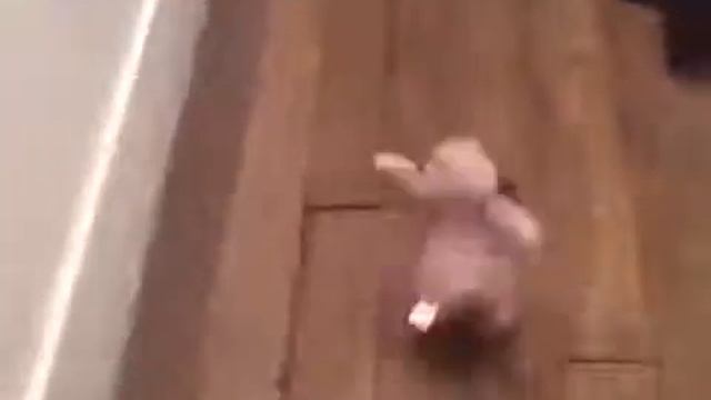 Кино беги пес беги смотреть онлайн