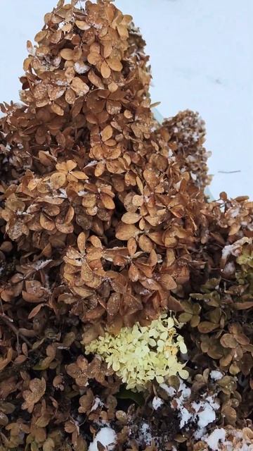 Урожай гортензий #режу #соцветия #гортензияметельчата смотреть онлайн