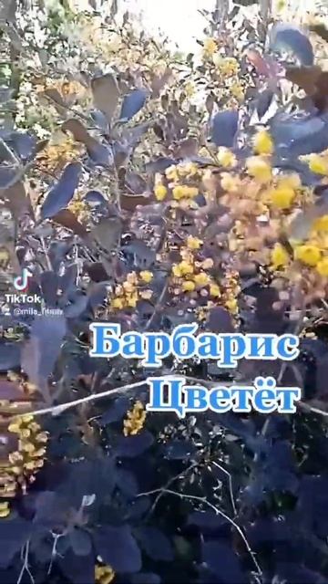 Барбарис Цветёт смотреть онлайн