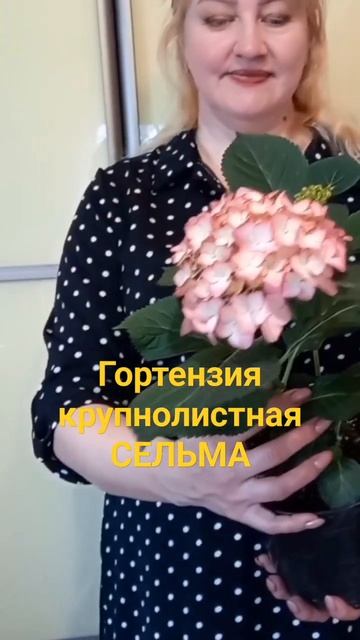 🌺Гортензия крупнолистная СЕЛЬМА🌺#гортензиякрупнол смотреть онлайн