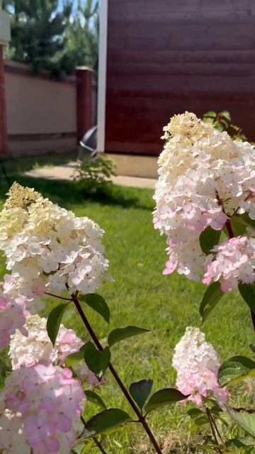 Самарская Лидия#метельчатаягортензияСамарскаяЛидия# смотреть онлайн