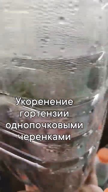 Гортензия прекрамно размножается зелеными черенками. смотреть онлайн
