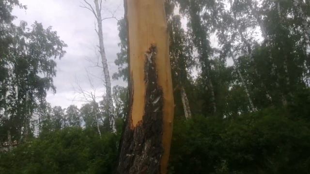 Интересное природное явление- молния раздела берёзу. смотреть онлайн