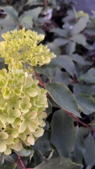 Невероятная и изысканная гортензия Жемчужина Фестива смотреть онлайн