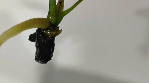 ЗАЛИТЫЙ АНТУРИУМ. Рубрика — Выхаживаю задохликов