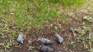 Весна и ГОЛУБИ