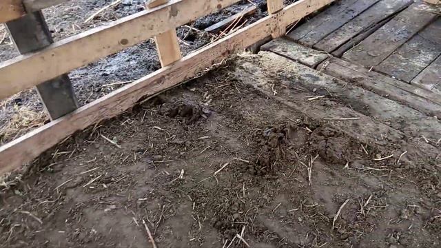 Жизнь в деревне,как она есть. 09.09.2022