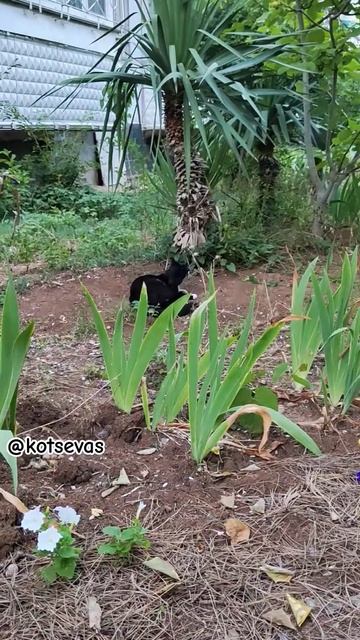 Гортензия стала розовой😍 красота, столько цветов у н? смотреть онлайн