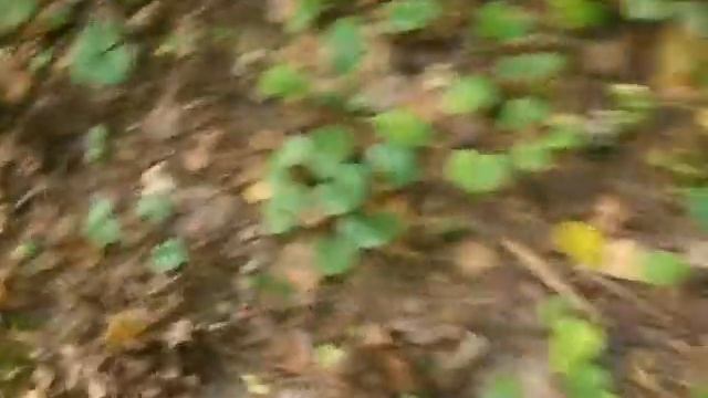 "Орущий Пень на" ...или пойду дальше пачкать ножки на)) смотреть онлайн