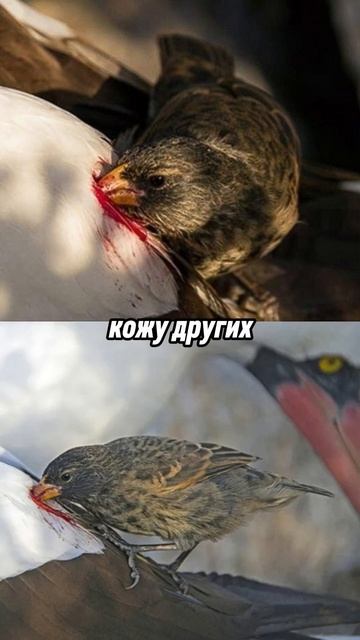 А вы знали что есть птица вампир!
