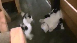 Собака и кошка застряли в унитазе!!!