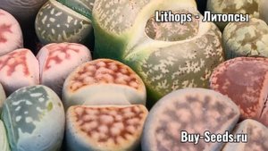 Lithops - Литопсы (живые камни)