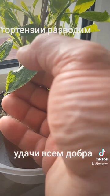 гортензия рассада смотреть онлайн