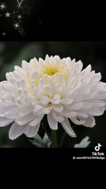 Лето красивая музыка красивые цветы смотреть онлайн