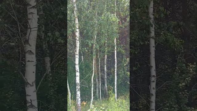 Белая берёза! Тепла вам всем! Любви! смотреть онлайн