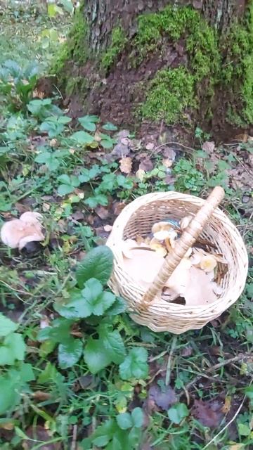 ❗️ РЯДОВКА ФИОЛЕТОВАЯ 👉ПОШЛА В ПОДМОСКОВЬЕ 12 ОКТЯБР смотреть онлайн