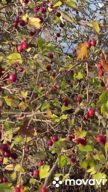 Ալոճի տեսակ ( գուժիկ մեկ կորիզանի) առողջարար красный б? смотреть онлайн