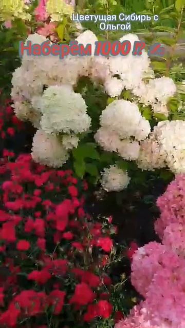 Гортензия метельчатая Ванилла Фрейз/Лаймлайт#shorts смотреть онлайн