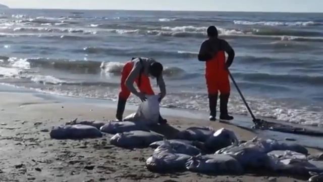 Вот кто отравил Краснодарский Край. Экологическая кат смотреть онлайн