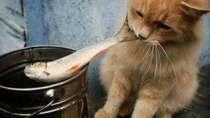 Мой кот любит хип - хоп