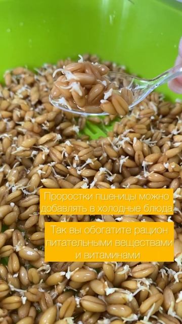 Проростки пшеницы #витамины #росткипшеницы #полезно #т