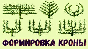 способ Формировка молодых деревьев