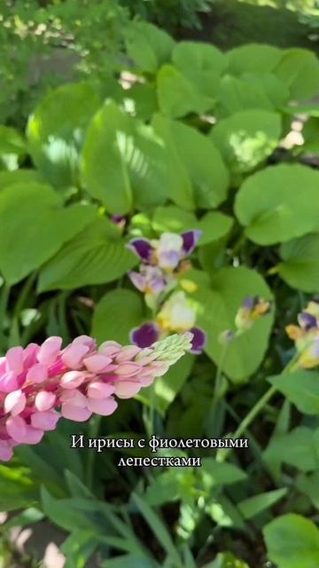 В сад за букетом💐#букет #сад #дача #дачник #пионы #цвет? смотреть онлайн