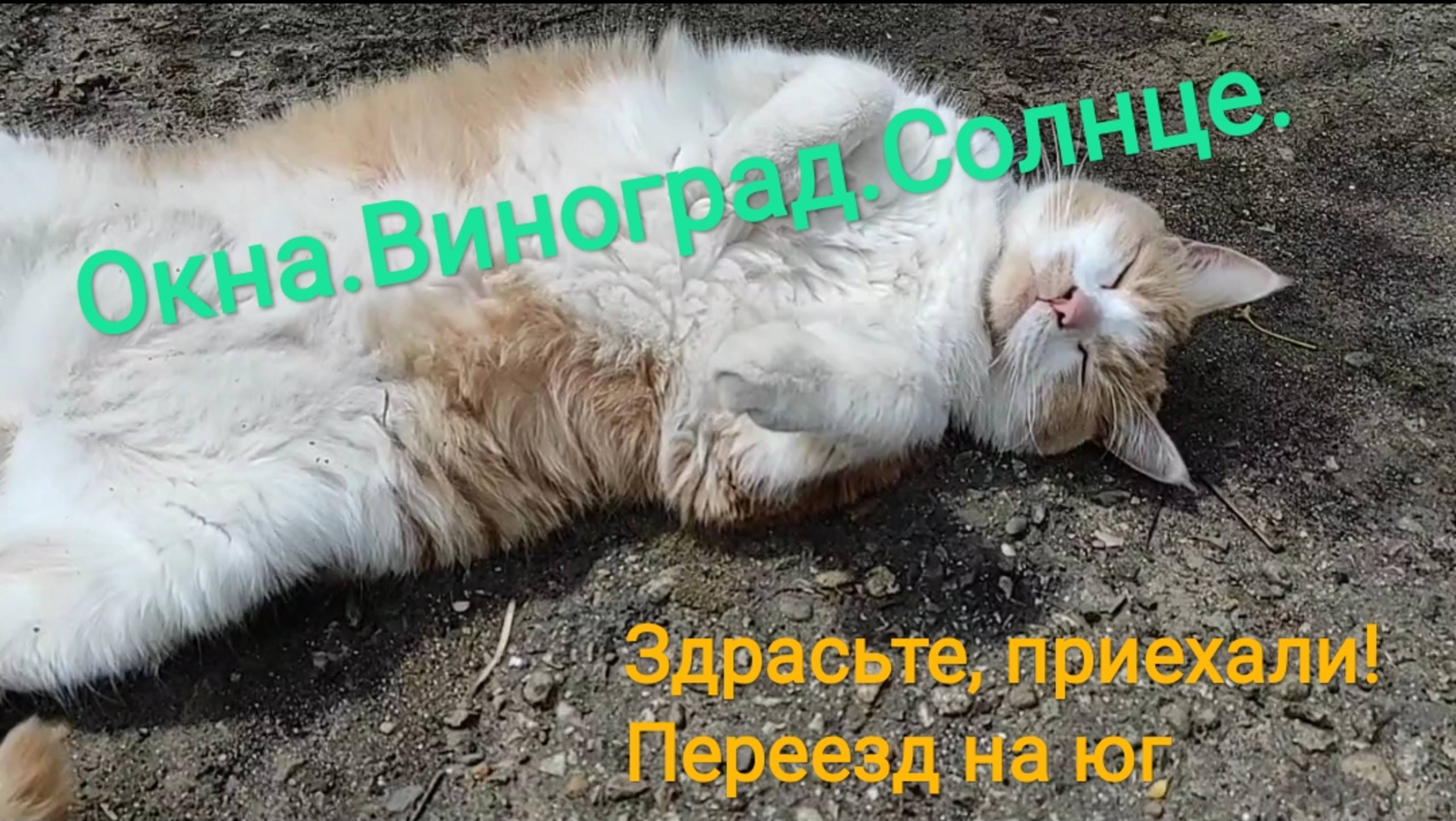 Окна. Виноград. Солнце.