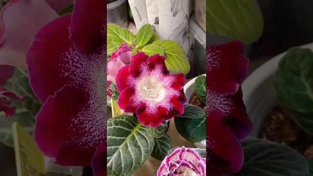 Наконец то пришла лампа!!!! Вот именно то что нужно орхи смотреть онлайн