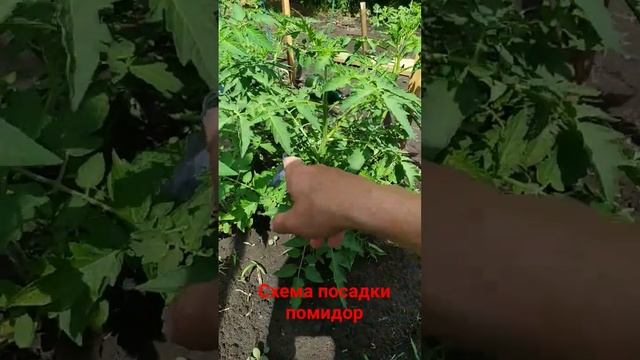 подвязка и схема посадки томатов #дача #огород #помидо? смотреть онлайн