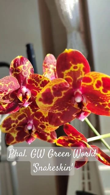 Цветет орхидея Змеиная Кожа / GW Green World 'Snakeskin' 🐍♟️💚🧡 смотреть онлайн