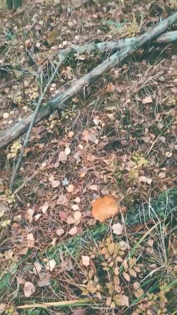 7.10.2023 грибы ещё есть 🍄 #радость #грибник #грибнойсезон смотреть онлайн