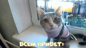 Мелисса поправилась! У котят новое любимое лакомство.