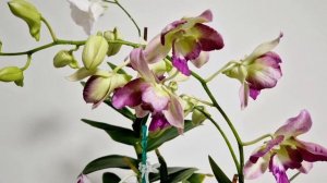 Дендрофаленопсисы - гибриды Кинга #dendrobium #orchid #kingdragon