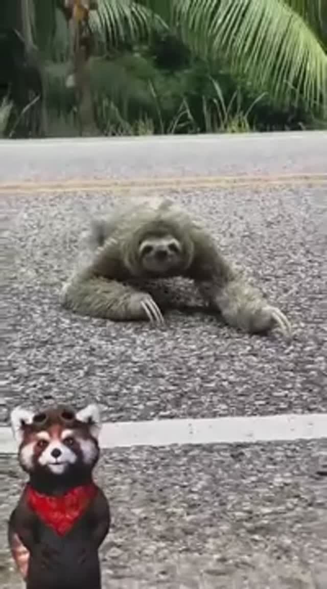 Ленивец который похож на тебя🤣