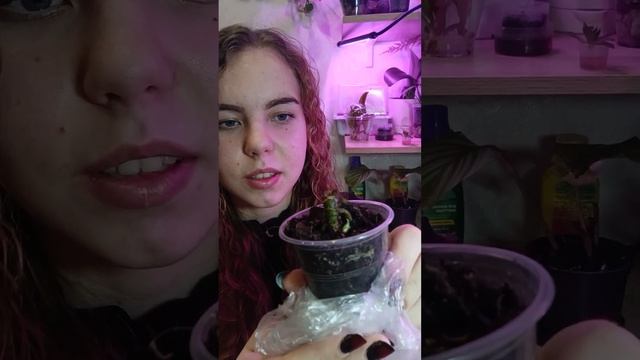 Монстера адансона #цветы #растения