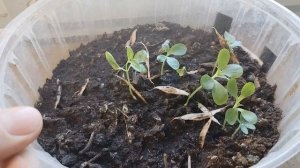 Катальпа Прекрасная (Великолепная или Северная) из се?