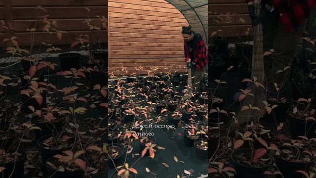 Как зимуют  укоренённые черенки и гортензии в кашпо.