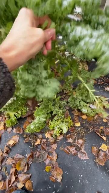 Едим капусту до минус 10, из под снега смотреть онлайн