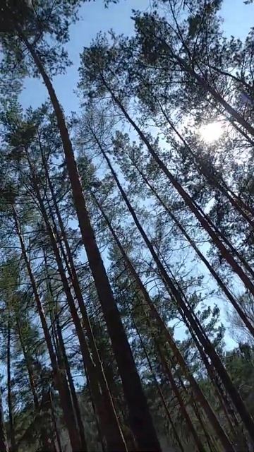 Сибирь, Красноярск, Тайга смотреть онлайн