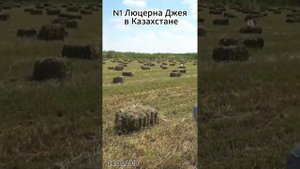 Какой урожай в тюках можно собрать с люцерны GEA?