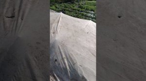 САМЫЙ ПРОСТОЙ ПАРНИК, КОТОРЫЙ ТОЛЬКО МОЖНО ПРИДУМАТЬ!