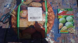 7.5.25г.  Сажаю ЛУК сорта ШТУЦГАРТЕН РИЗЕН  в Открытый Грунт!!!  Сею КАБАЧКИ  сорта ФИОРИ ФРИТТИ!!!