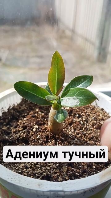 Адениум тучный #землядел #farming  #адениум